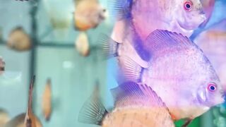 Beautiful fish | part 40
