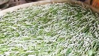How silk is made from silkworm