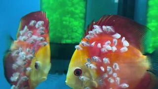 Beautiful fish | part 41
