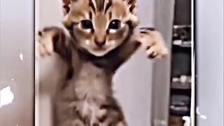 boy and cat dance race