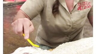 Funny Crocodile | Animal lovers|Crocodile bath