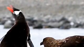 Wild animals