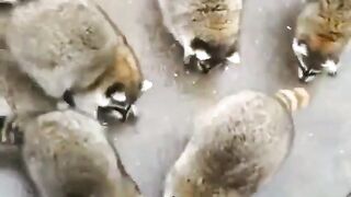 smart animals
