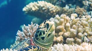 Beautiful fish | part 42