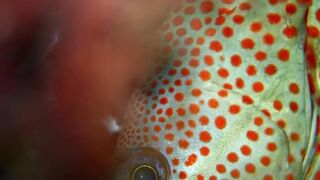 Beautiful fish | part 43