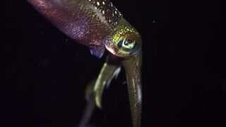 Beautiful fish | part 44