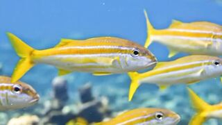 Beautiful fish | part 45