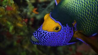 Beautiful fish | part 46