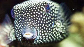 Beautiful fish | part 47