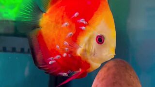 Beautiful fish | part 49