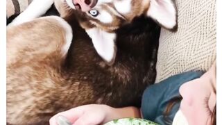 Dancing Dog | Cute dog | Funny video