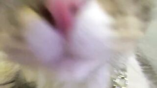 Cat beauty