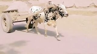 Cart driver by bull