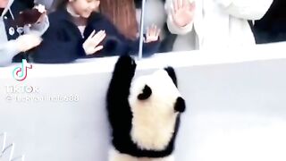Cute panda