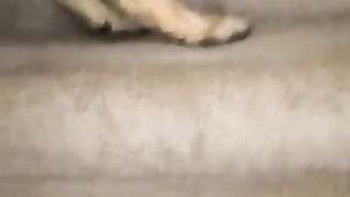 Wise dog