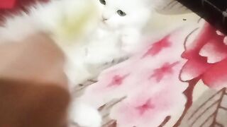 كوكي السكر احب هذا القط