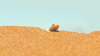 Life the desert