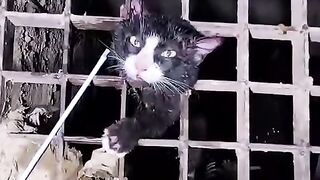 rescue kitten