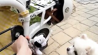 Special design for cute dogs