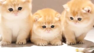 Beautiful kitten
