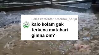 Bagaimana jika kolam tidak terkena sinar MATAHARI❓ Berikut KEKURANGAN dan KELEBIHANnya