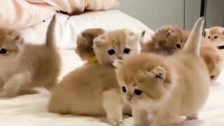 Kittens are playing