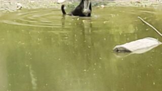 Dog Bathing on the pond