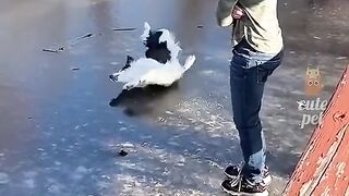 Funny animals