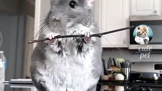 Funny animals