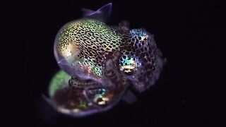 Beautiful fish | part 50