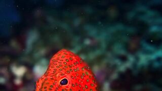 Beautiful fish | part 51