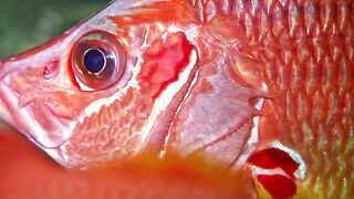 Beautiful fish | part 52