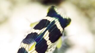 Beautiful fish | part 53