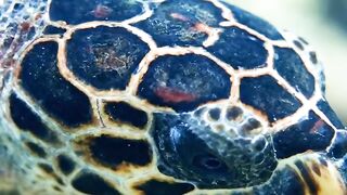 Beautiful fish | part 54