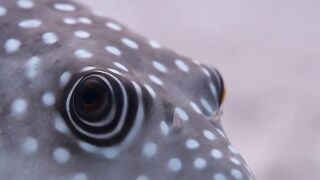Beautiful fish | part 55