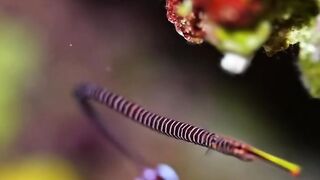 Beautiful fish | part 56