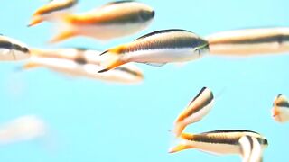 Beautiful fish | part 57