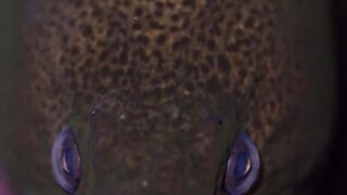 Beautiful fish | part 58