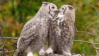 These animals are so loving towards each other