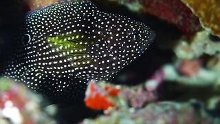 Beautiful fish | part 59