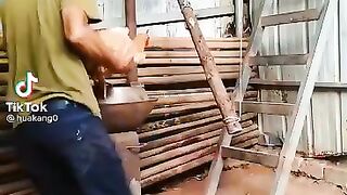 ديك يدافع عن دجاجته