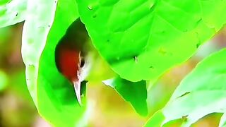 Amazing birds