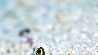 Beautiful fish | part 61