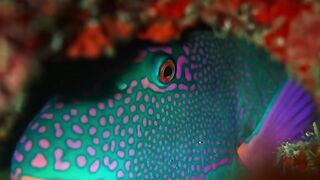 Beautiful fish | part 64