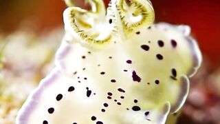 Beautiful fish | part 65