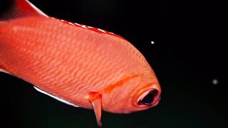 Beautiful fish | part 66
