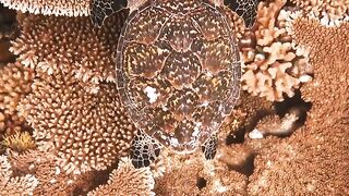 Beautiful fish | part 67