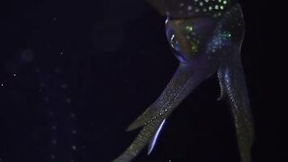 Beautiful fish | part 68