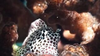 Beautiful fish | part 70