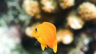 Beautiful fish | part 71